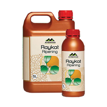 کود رایکت ریپینینگ آتلانتیکا