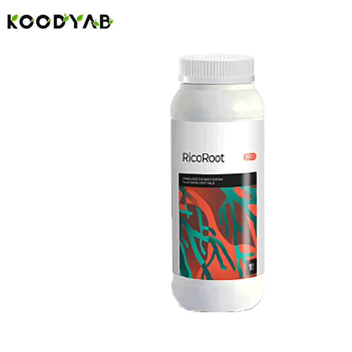 کود ریکو روت ریکو