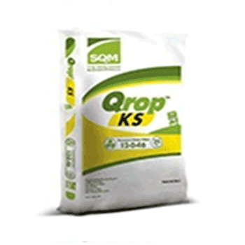 کود کوراپ کا اس اس کیو ام