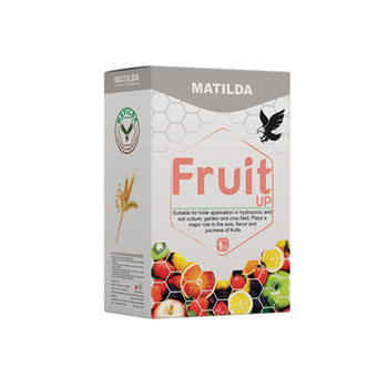 کودفروت آپ ماتیلدا