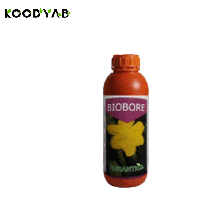 کود بیوبر اورانتیکا