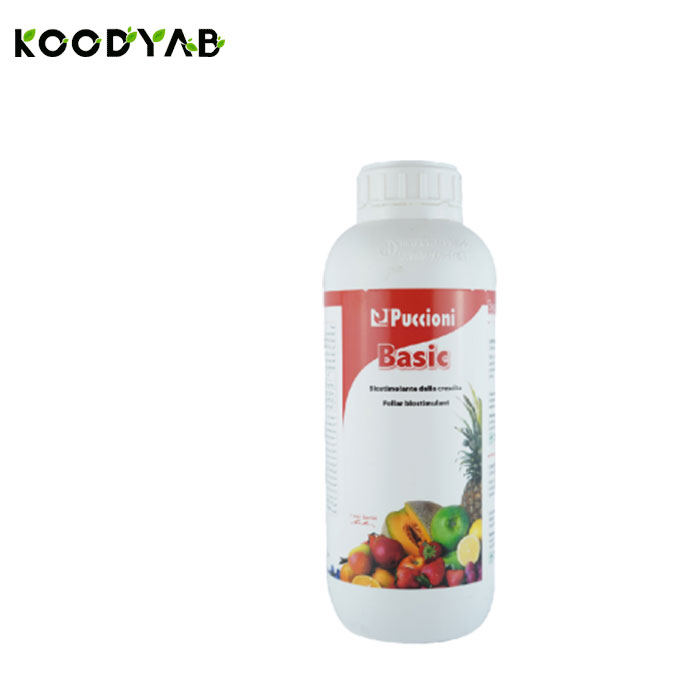 کود بیسیک پوچینی