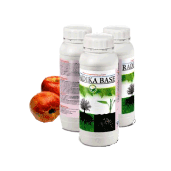 کود رادیکا بیس داتیس