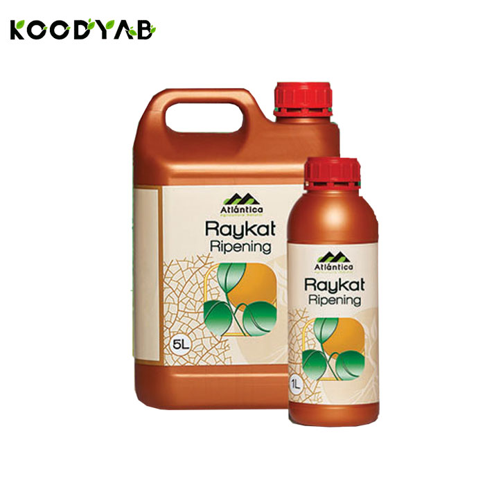 کود رایکت ریپینینگ آتلانتیکا