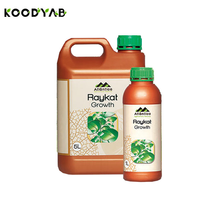 کود رایکت گروتس آتلانتیکا