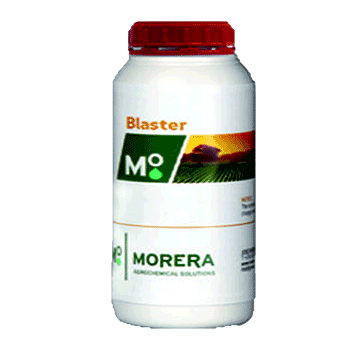 کود بلاستر موررا