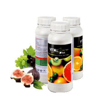 کود ویتال پلاس اف ای ام ضد داتیس