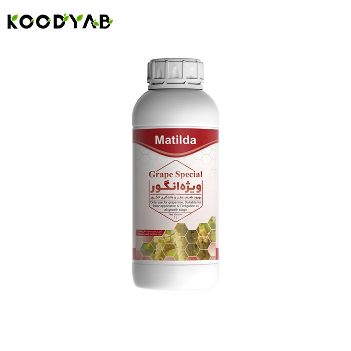 کود انگور ماتیلدا