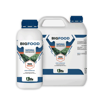 کود بیگ فود لایف