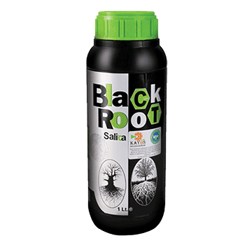 کود بلک روت آواگرو