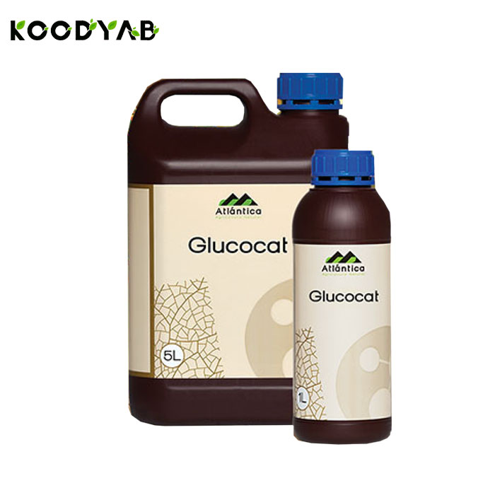 کود گلوکوکت آتلانتیکا