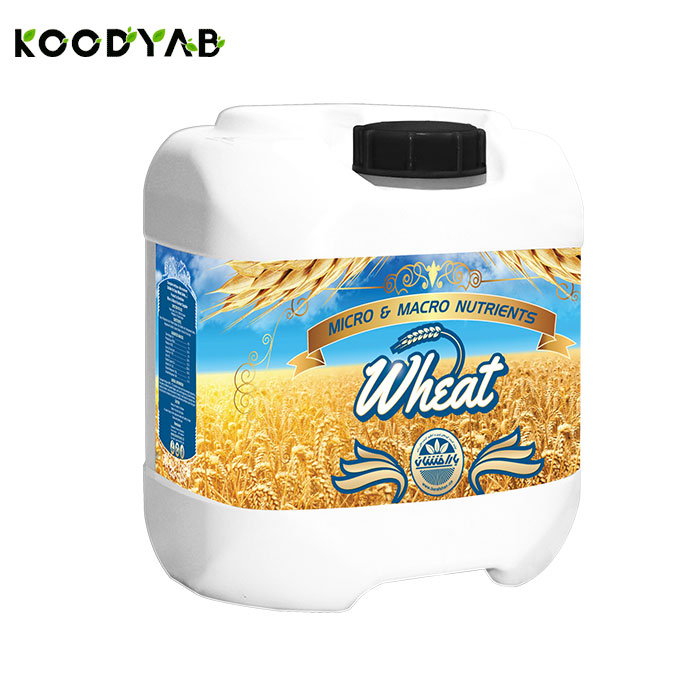 کود گندم بارافشان