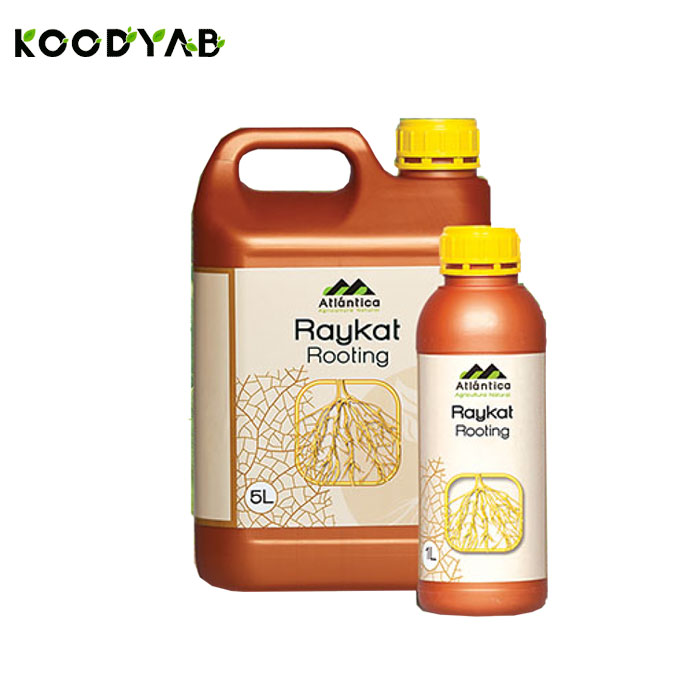 کود رایکت روتینگ آتلانتیکا