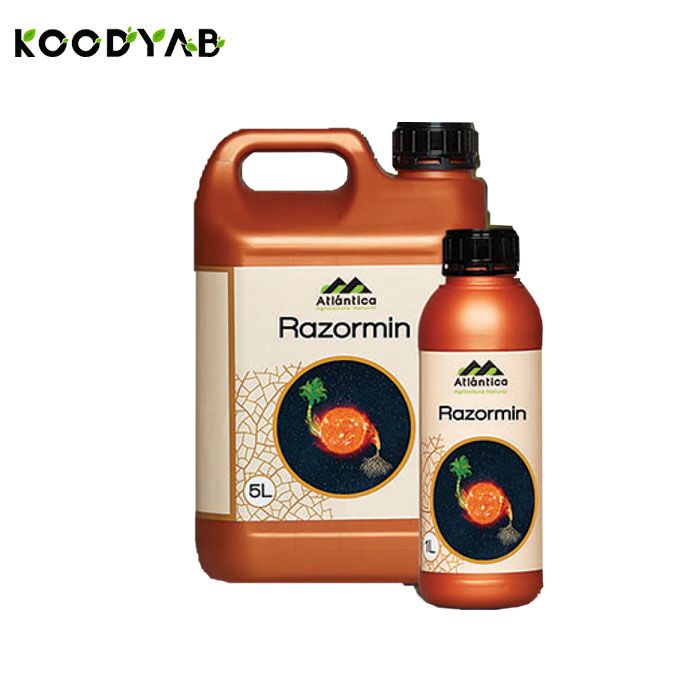 کود رازورمین آتلانتیکا