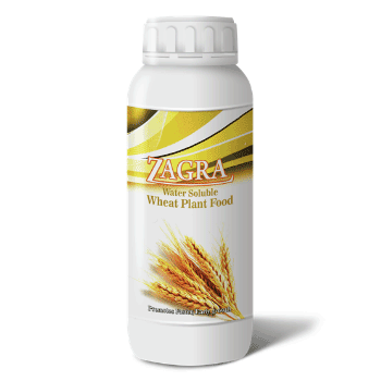 کود گندم زاگرا استار