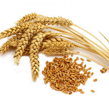 گندم