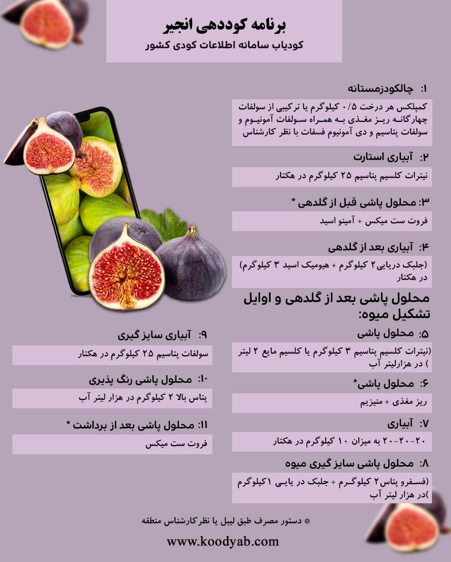 برنامه تغذیه و تقویم کوددهی انجیر