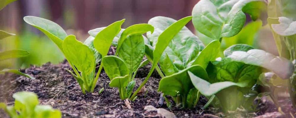 بهترین کود برای اسفناج