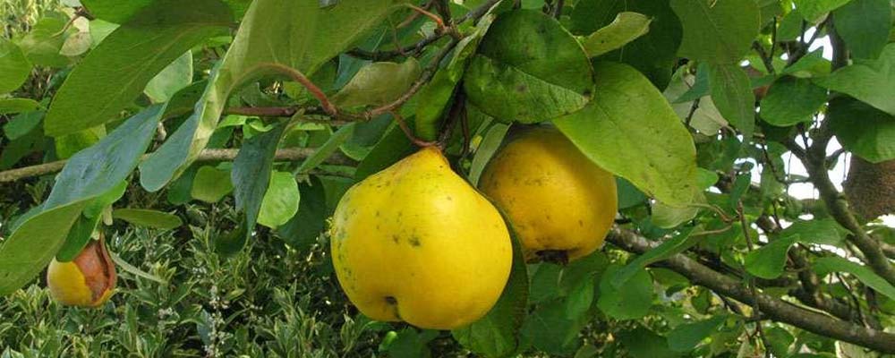 بهترین کود برای درخت به
