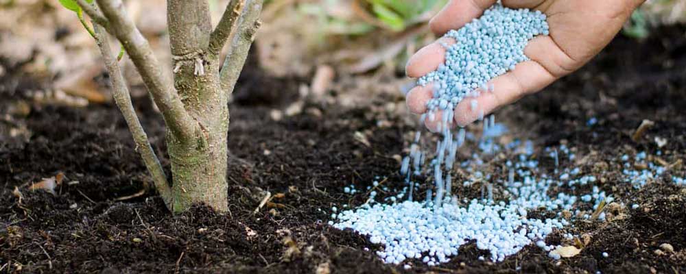 بهترین کود برای درخت سیب