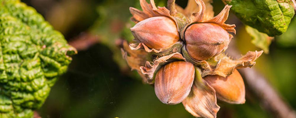 بهترین کود برای فندق