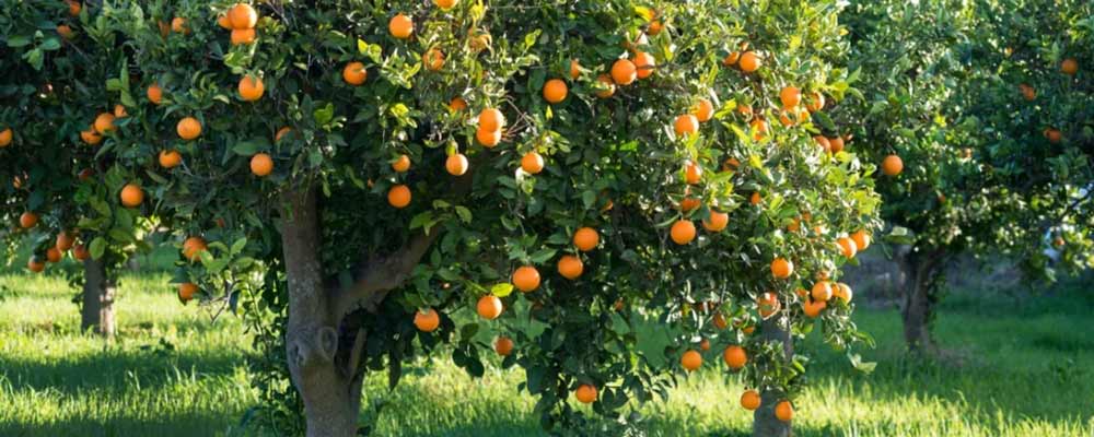 بهترین کود برای درخت نارنج