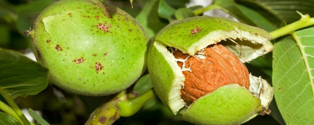 بهترین کود برای درخت گردو