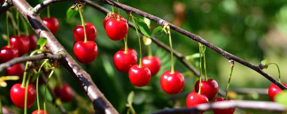 بهترین کود برای درخت گیلاس