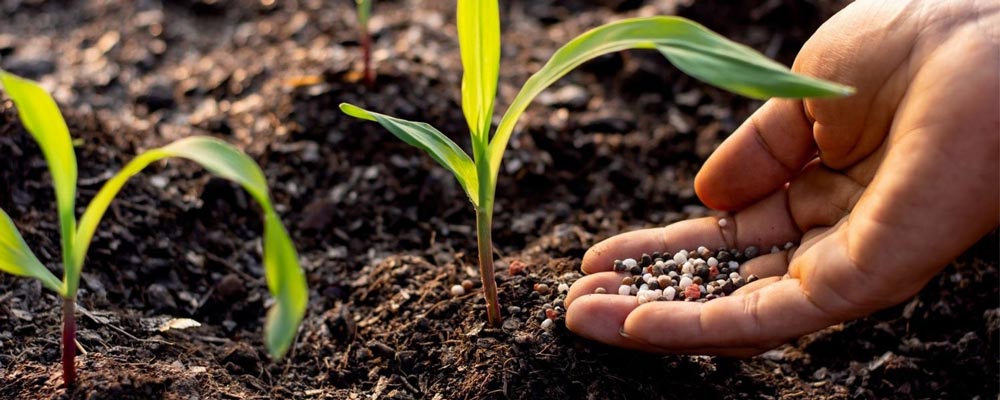 بهترین کود برای ذرت