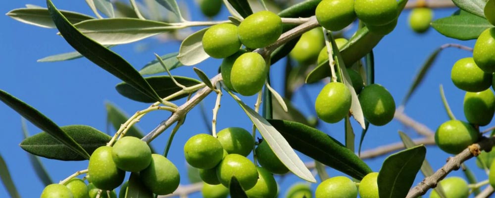 بهترین کود برای زیتون