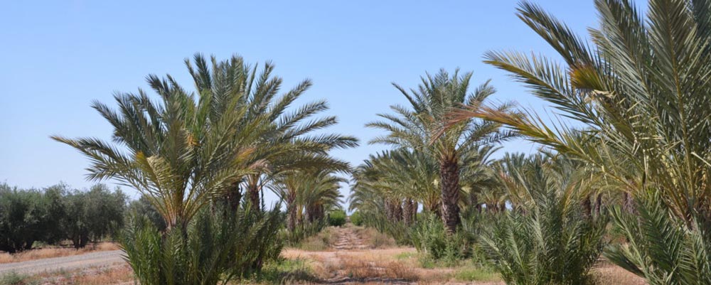 بهترین کود برای خرما
