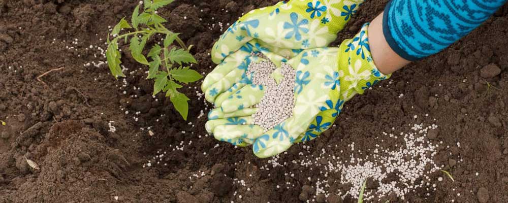 بهترین کود برای گوجه فرنگی