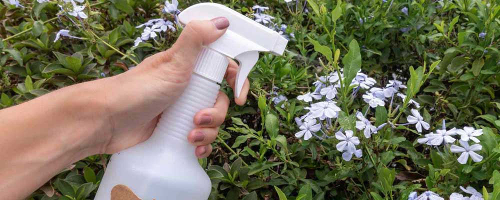 بهترین کود گیاهان گلدار