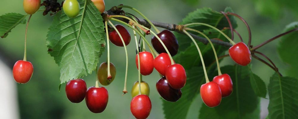 بهترین کود برای آلبالو