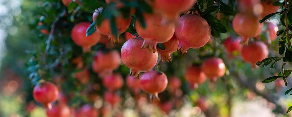 بهترین کود برای درخت انار