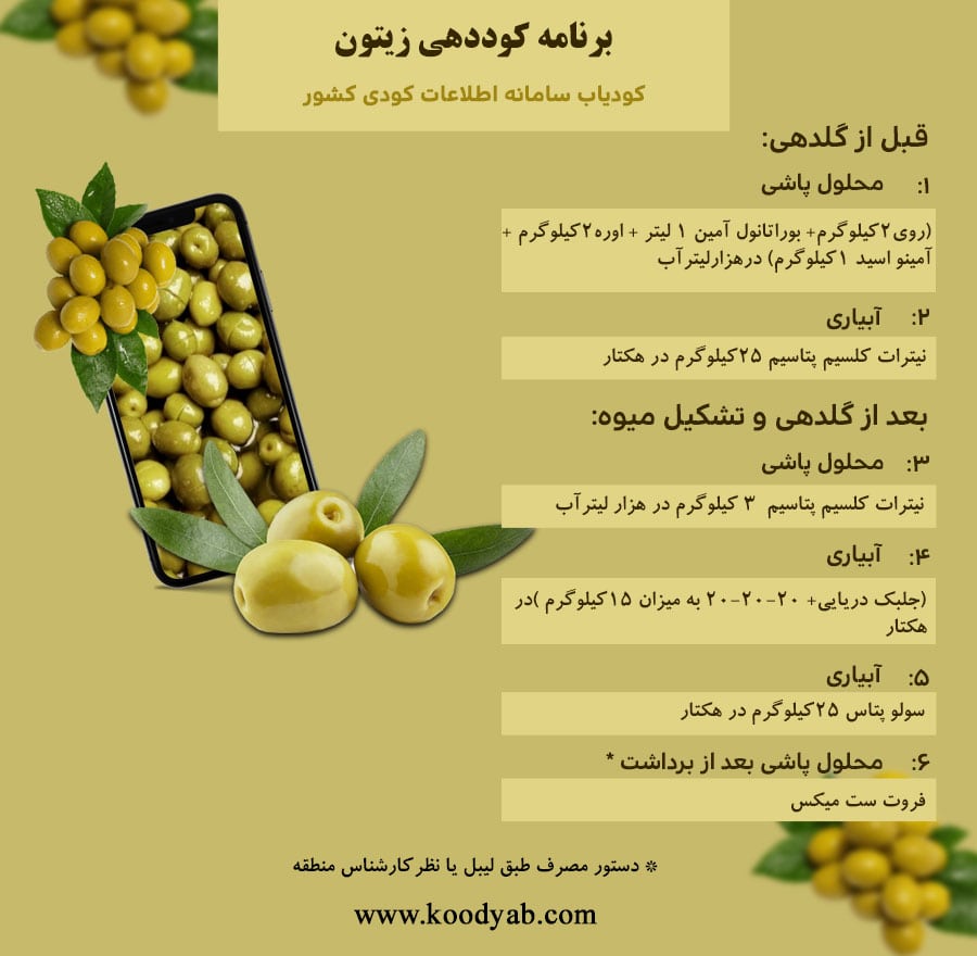 برنامه تغذیه و تقویم کوددهی زیتون