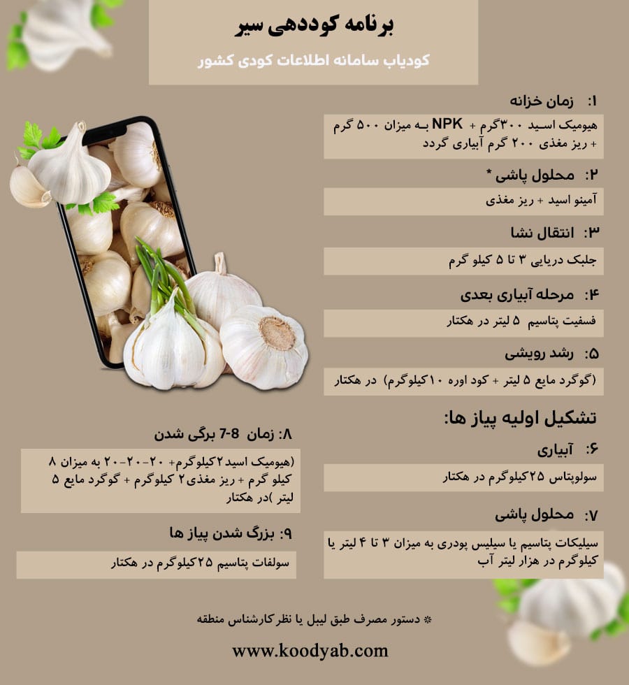 برنامه تغذیه و تقویم کوددهی سیر
