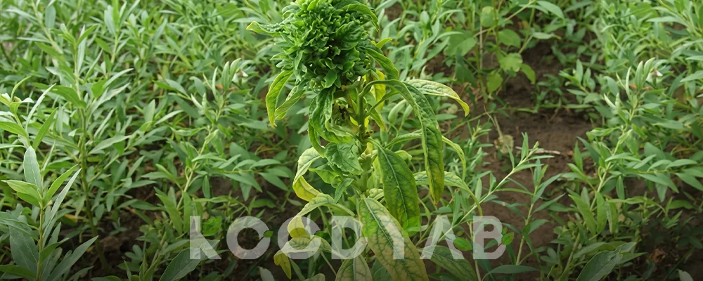 بیماری فیلودی کنجد