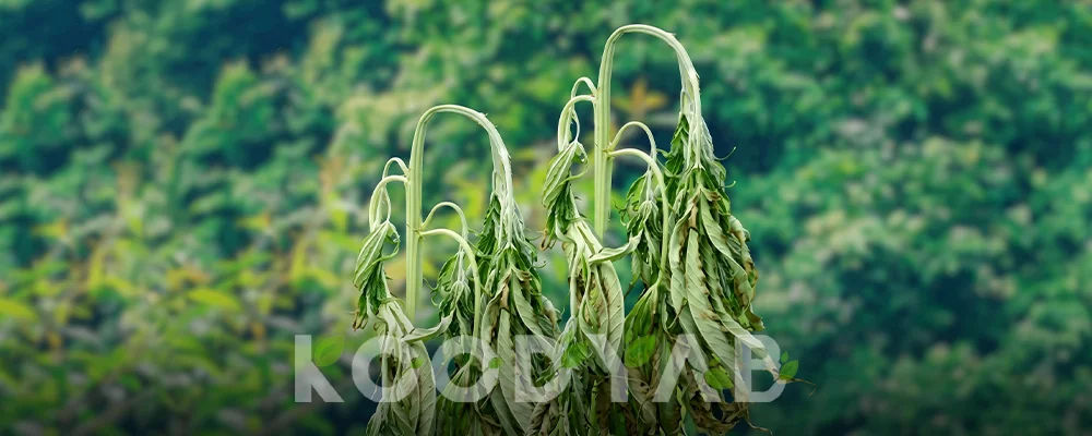 بیماری پژمردگی فوزاریومی کنجد