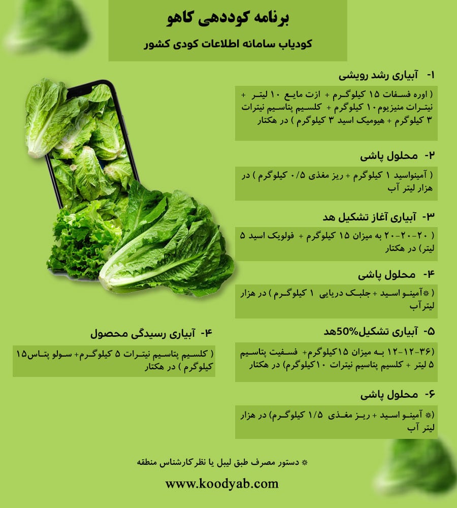 برنامه تغذیه و تقویم کوددهی کاهو