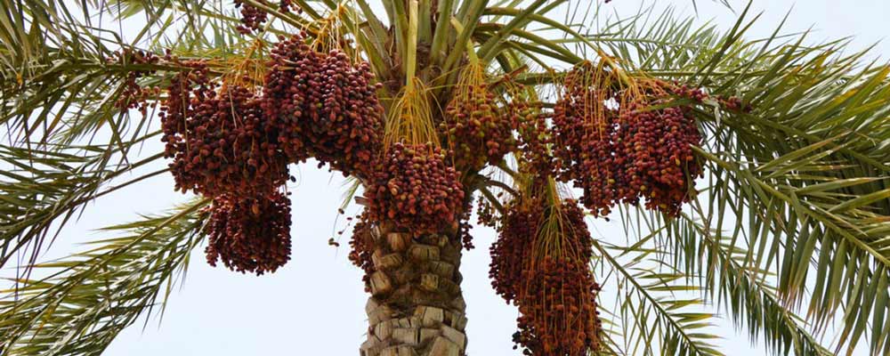 کود دهی درخت خرما