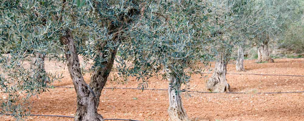 کود دهی درخت زیتون