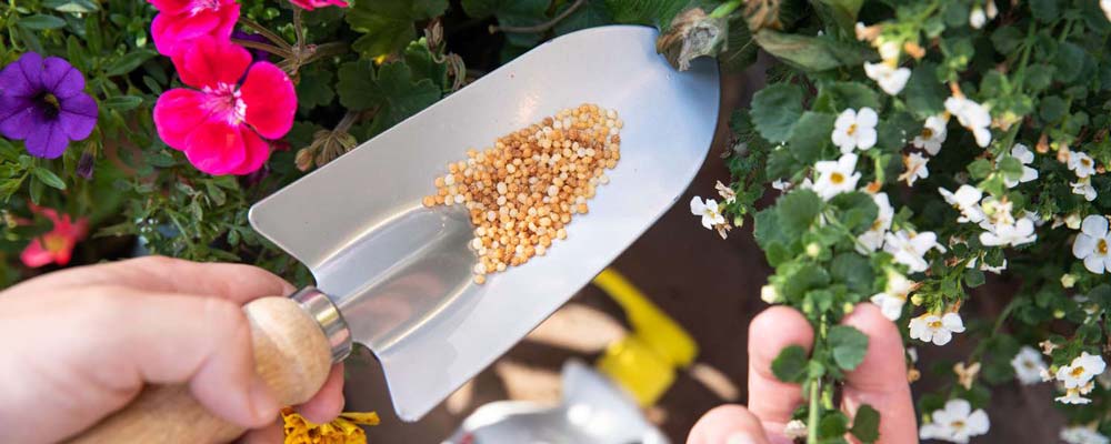 بهترین کود گلدهی گیاهان