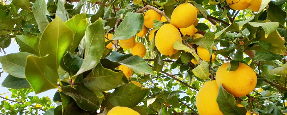 کود دهی لیمو ترش