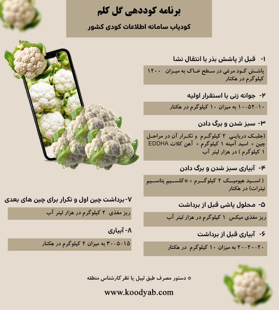 برنامه تغذیه و تقویم کوددهی گل کلم