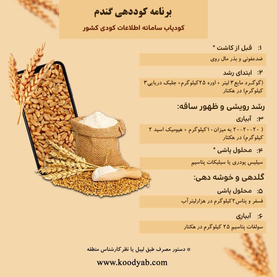 برنامه تغذیه و تقویم کوددهی گندم