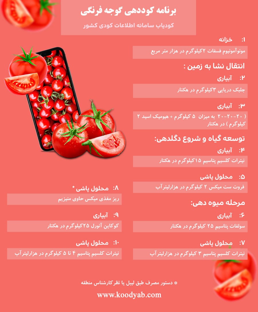 برنامه تغذیه و تقویم کوددهی گوجه فرنگی