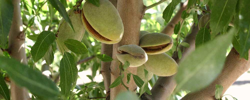بهترین کود برای درخت بادام